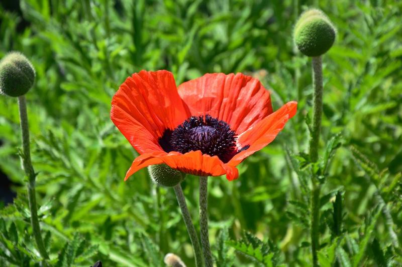 Bunga Poppy Kwikku, Bunga Poppy