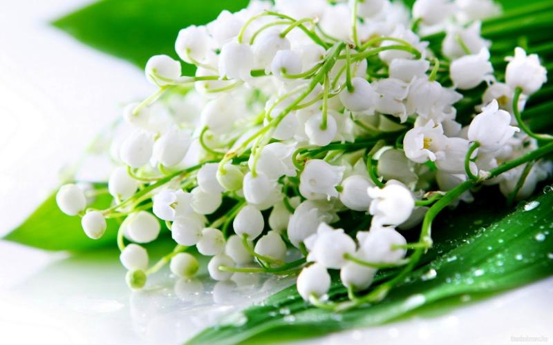 Bunga Lily of the Valley Kwikku, Bunga Lily of the Valley
