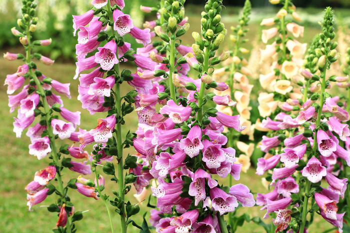 Bunga Digitalis Kwikku, Bunga Digitalis