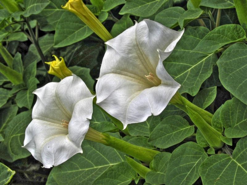 Bunga Datura Kwikku, Bunga Datura