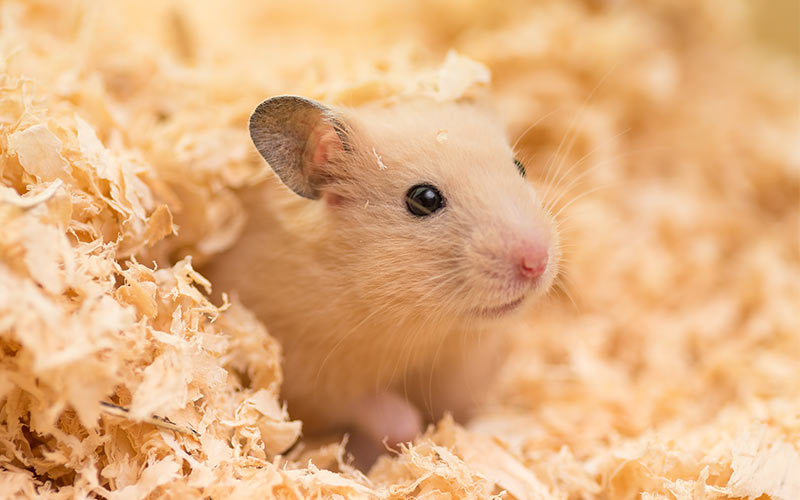 10 Cara Merawat Hamster Untuk Pemula Agar Cepat Jinak - Hewan Peliharaan