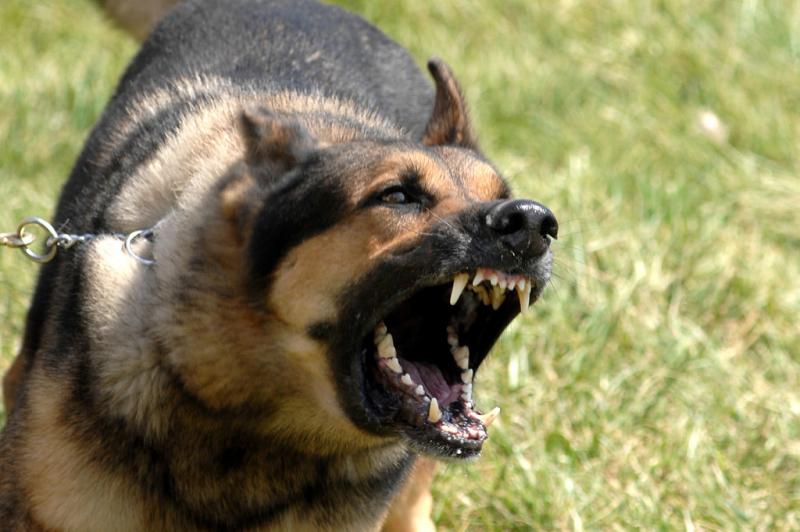 Para Koruptor di Korea Utara akan Dijadikan Makanan Anjing Kwikku, Para Koruptor di Korea Utara akan Dijadikan Makanan Anjing