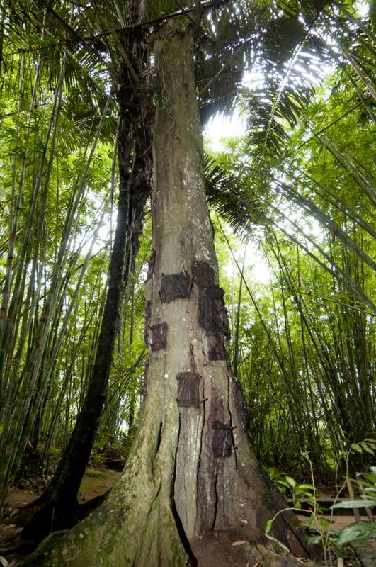 Pohon Tarra Dikenal sebagai Pohon dengan Banyak Getah Kwikku, Pohon Tarra Dikenal sebagai Pohon dengan Banyak Getah