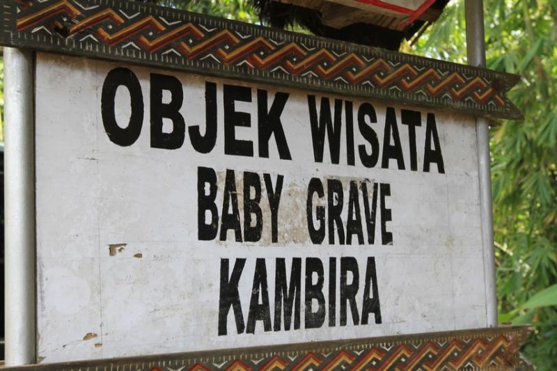 Pohon Tarra Sudah Hidup Ratusan Tahun Lalu Kwikku, Pohon Tarra Sudah Hidup Ratusan Tahun Lalu