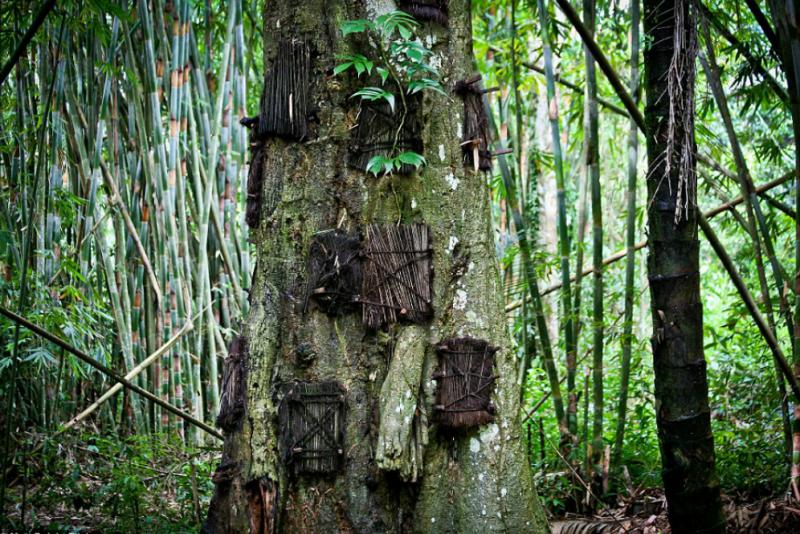 Pohon Tarra Tidak Pernah Mengeluarkan Bau Busuk Kwikku, Pohon Tarra Tidak Pernah Mengeluarkan Bau Busuk