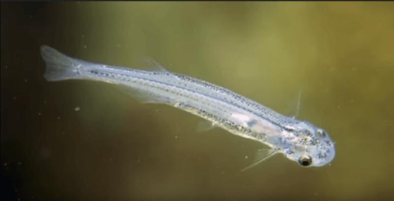 Candiru Kwikku, Candiru
