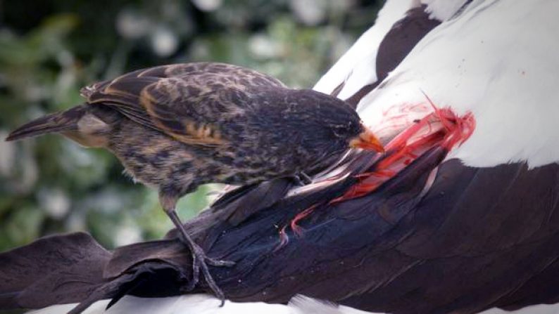Burung Finch Kwikku, Burung Finch