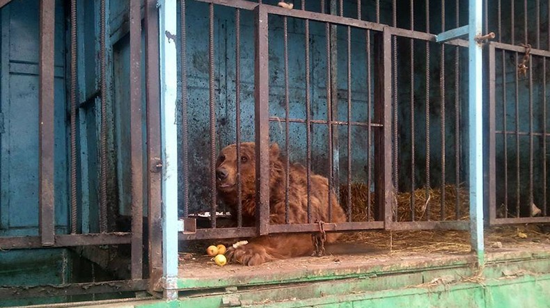 Gyumri Zoo di Armenia Kwikku, Gyumri Zoo di Armenia