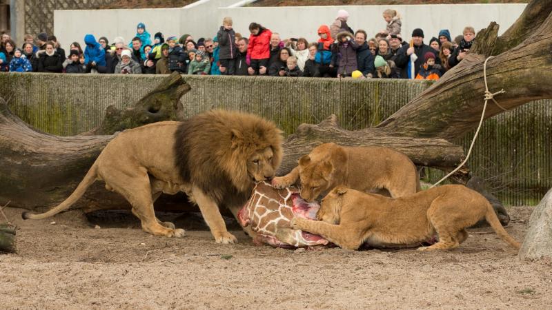 Copenhagen Zoo di Denmark Kwikku, Copenhagen Zoo di Denmark