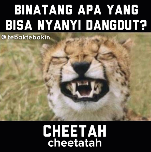 Seremserem buas tapi jago nyanyi dangdut wah pasti banyak fansnya Kwikku, Seremserem buas tapi jago nyanyi dangdut wah pasti banyak fansnya