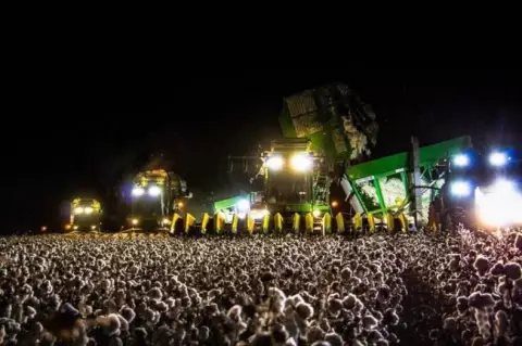 Kelihatan kayak kerumunan orang yang lagi konser kan Bukaaaaaan Itu kapas yang siap di panen loh guys Gagal fokus lagi kan Hehe Kwikku, Kelihatan kayak kerumunan orang yang lagi konser kan Bukaaaaaan Itu kapas yang siap di panen loh guys Gagal fokus lagi kan Hehe
