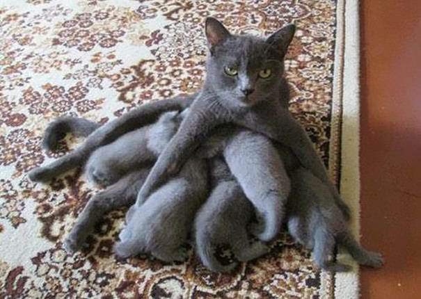 Gayanya udah kayak gurita aja Induk kucing yang satu ini terlihat sangat letih saat menyusui anakanaknya Sabar ya mpuuss Kwikku, Gayanya udah kayak gurita aja Induk kucing yang satu ini terlihat sangat letih saat menyusui anakanaknya Sabar ya mpuuss