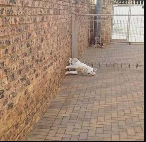 Foto ini bakal membuat kamu gagal paham dan merasa konyo melihat si anjing Kwikku, Foto ini bakal membuat kamu gagal paham dan merasa konyo melihat si anjing