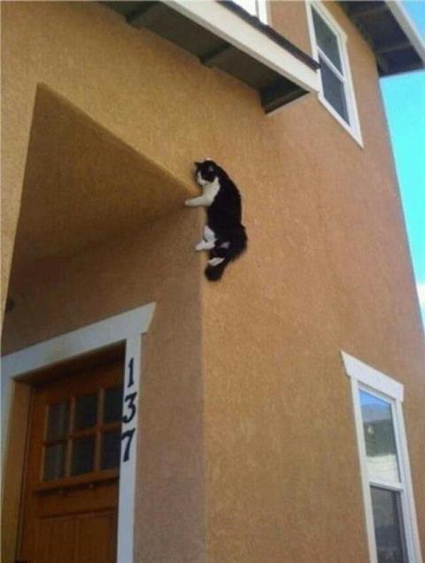 Kucing Memanjat Dinding Kwikku, Kucing Memanjat Dinding