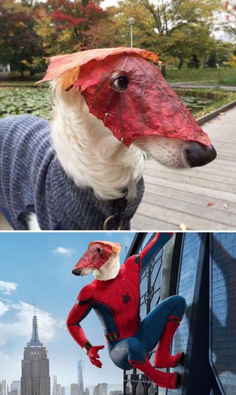 Anjing Kwikku, Anjing