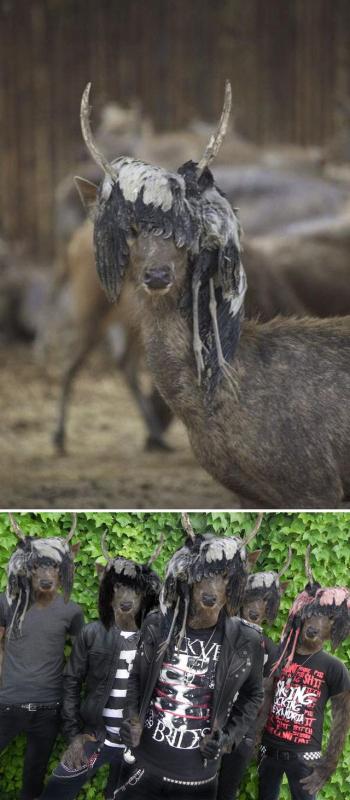 Rusa Kwikku, Rusa