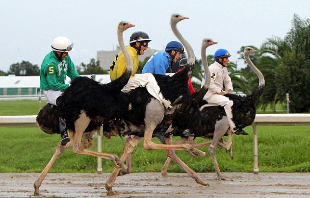 Balap Burung Unta Kwikku, Balap Burung Unta