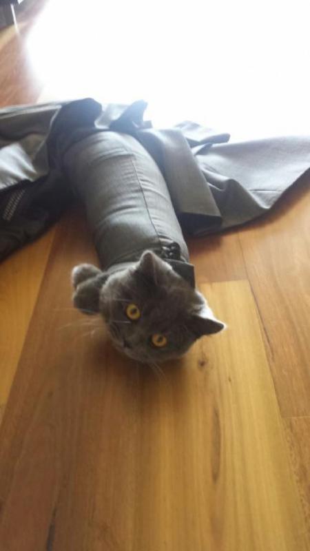 Ini juga si kucing maju gak bisa mundurpun gak mungkin haduuh Adaada aja ulah para hewan nih Kwikku, Ini juga si kucing maju gak bisa mundurpun gak mungkin haduuh Adaada aja ulah para hewan nih