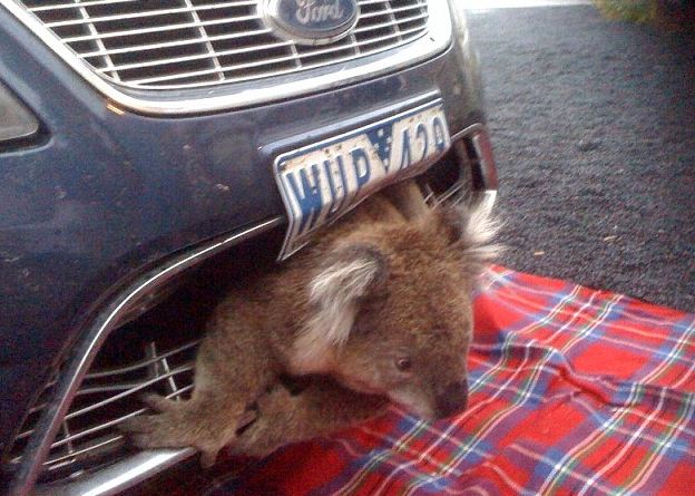 Wajah si koala yang nyangkut di mobil ini bikin kasian ngeliatnya Kwikku, Wajah si koala yang nyangkut di mobil ini bikin kasian ngeliatnya