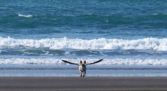 Foto ini tak sengaja di abadikan pada saat liburan musim panas Nampak seperti seekor anjing di dalam potret tersebut memiliki sayap dan sedang bersiap untuk terbang ke angkasa Kwikku, Foto ini tak sengaja di abadikan pada saat liburan musim panas Nampak seperti seekor anjing di dalam potret tersebut memiliki sayap dan sedang bersiap untuk terbang ke angkasa
