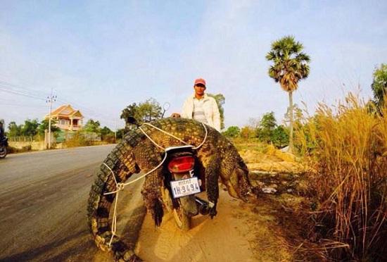 Bawa buaya pake motor Pernah kepikir gak sih Kwikku, Bawa buaya pake motor Pernah kepikir gak sih