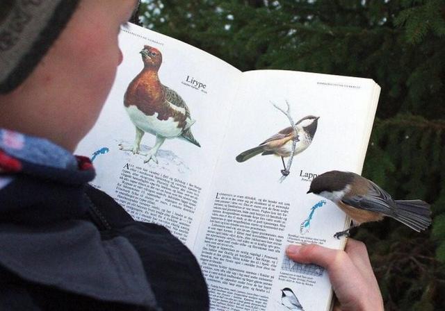 Bukan cuma kupukupu burung juga melakukan hal yang sama Kwikku, Bukan cuma kupukupu burung juga melakukan hal yang sama