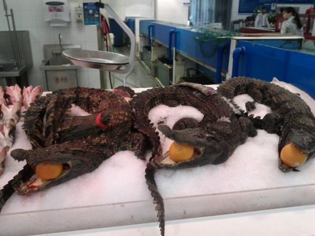 Ternyata di Negara China menemukan seekor hewan buaya hidup yang di pajang dalam supermarket adalah hal yang biasa Kwikku, Ternyata di Negara China menemukan seekor hewan buaya hidup yang di pajang dalam supermarket adalah hal yang biasa