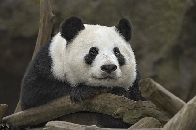Fakta mengejutkan bahwa ternyata semua panda yang ada di seluruh dunia memiliki status sewaan dari Negara China Negara satusatunya yang memiliki spesies panda di habitatnya Kwikku, Fakta mengejutkan bahwa ternyata semua panda yang ada di seluruh dunia memiliki status sewaan dari Negara China Negara satusatunya yang memiliki spesies panda di habitatnya