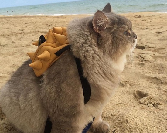 Kucing ini adalah seekor petualang yang sangat tangguh wkwkwkwk Kwikku, Kucing ini adalah seekor petualang yang sangat tangguh wkwkwkwk