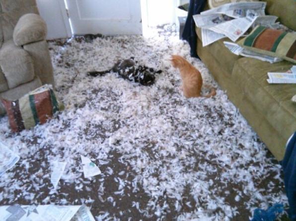 Hanya karena kucing Kwikku, Hanya karena kucing