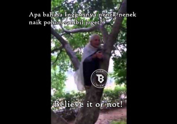 Apa bahasa inggrisnya neneknenek naik pohon sambil joget Kwikku, Apa bahasa inggrisnya neneknenek naik pohon sambil joget