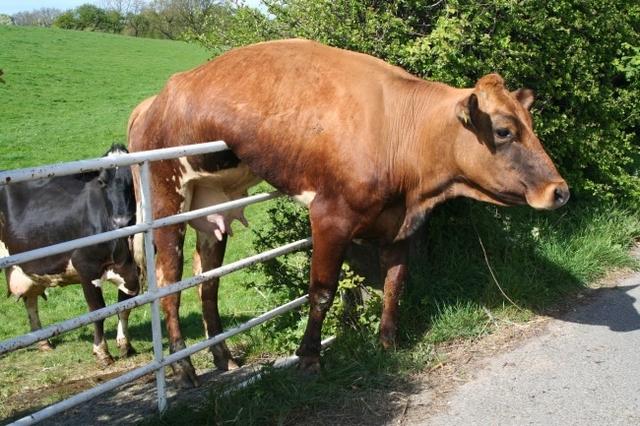 Aduuuuh mungkin sapi yang satu ini berfikir kalau dia adalah seekor kuda yang bisa melompat melewati pagar dengan mudah wkwkwkwk Akhirnya jadi terjebak kayak gitu Dasar sapiiiii Kwikku, Aduuuuh mungkin sapi yang satu ini berfikir kalau dia adalah seekor kuda yang bisa melompat melewati pagar dengan mudah wkwkwkwk Akhirnya jadi terjebak kayak gitu Dasar sapiiiii