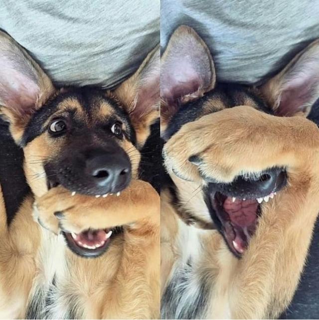 Ternyata bukan hanya manusia saja yang bisa selfie gaya narsis Anjing juga bisa wkwkwkwk Kwikku, Ternyata bukan hanya manusia saja yang bisa selfie gaya narsis Anjing juga bisa wkwkwkwk