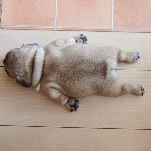 Tertidur pulas karena kecapean Si guguk juga ternyata bisa bertingkah layaknya seorang manusia ya wkwkwkwk Kwikku, Tertidur pulas karena kecapean Si guguk juga ternyata bisa bertingkah layaknya seorang manusia ya wkwkwkwk