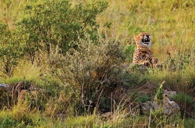 Inilah ekspresi cheetah ketika sedang tertawa terbahakbahak wkwkwkwk Kwikku, Inilah ekspresi cheetah ketika sedang tertawa terbahakbahak wkwkwkwk