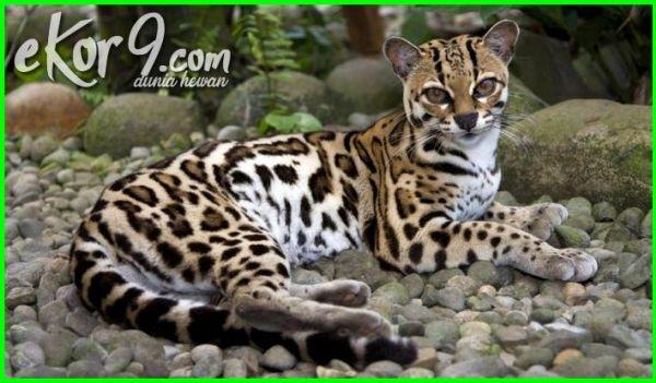 Margay Cat Kwikku, Margay Cat