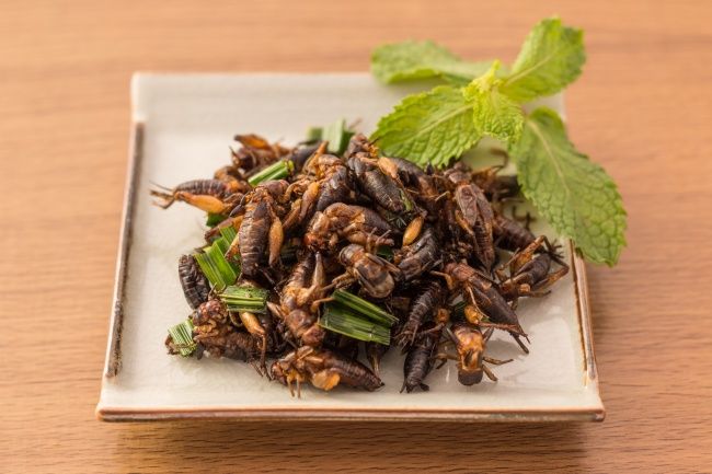 Daging Serangga Kwikku, Daging Serangga