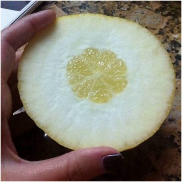 Apa yang akan kamu katakan ketika kamu belah lemon dan ternyata kulitnya lebih tebal daripada isinya Kwikku, Apa yang akan kamu katakan ketika kamu belah lemon dan ternyata kulitnya lebih tebal daripada isinya