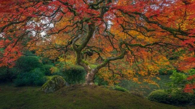 Beginilah penampakan musim gugur di Taman Jepang Potrland Keren kan Kwikku, Beginilah penampakan musim gugur di Taman Jepang Potrland Keren kan