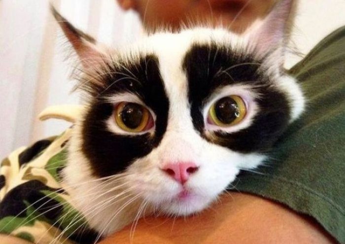 Kucing ini dijuluki dengan sebutan kucing Zoro karena motif bulu di matanya yang seperti topeng yang digunakan Zoro dalam film Kwikku, Kucing ini dijuluki dengan sebutan kucing Zoro karena motif bulu di matanya yang seperti topeng yang digunakan Zoro dalam film