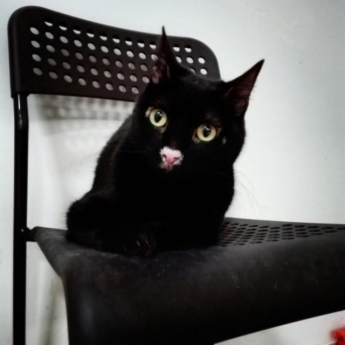Kucing berbulu hitam ini menjadi viral karena bulu dihidungnya yang berwarna pink Kwikku, Kucing berbulu hitam ini menjadi viral karena bulu dihidungnya yang berwarna pink