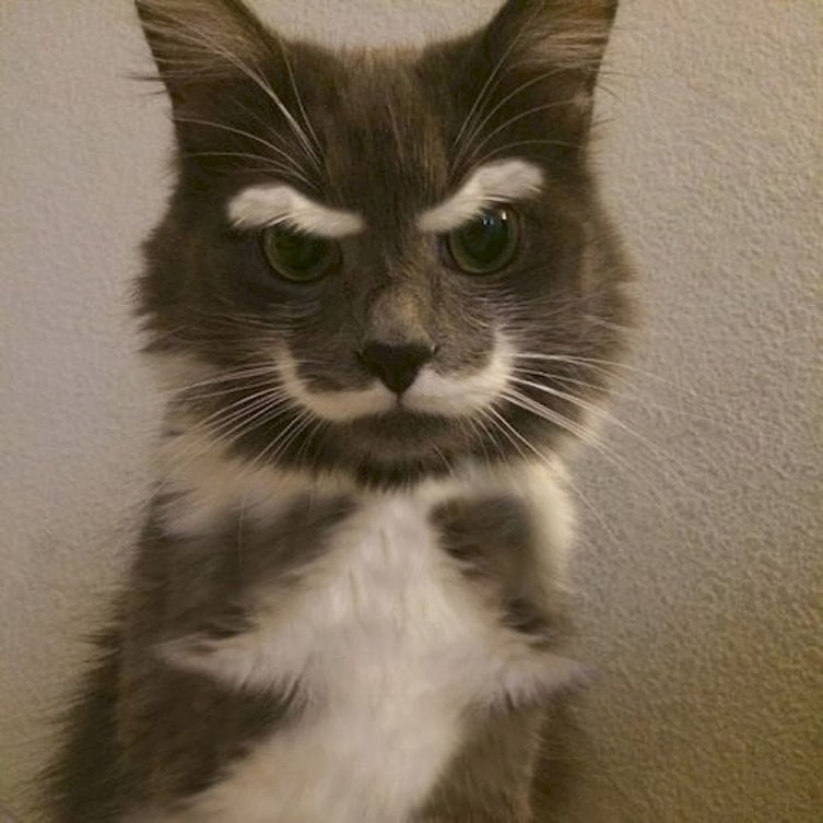 Kucing ini terlihat tua karena motif bulu diwajahnya yang seperti kumis dan alis Hahaha Kwikku, Kucing ini terlihat tua karena motif bulu diwajahnya yang seperti kumis dan alis Hahaha