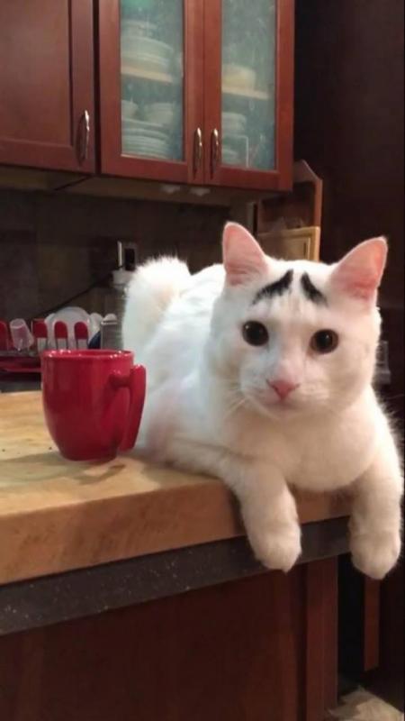 Lagilagi kucing yang terlihat unik karena bulu wajahnya yang seperti alis hahaha Kwikku, Lagilagi kucing yang terlihat unik karena bulu wajahnya yang seperti alis hahaha