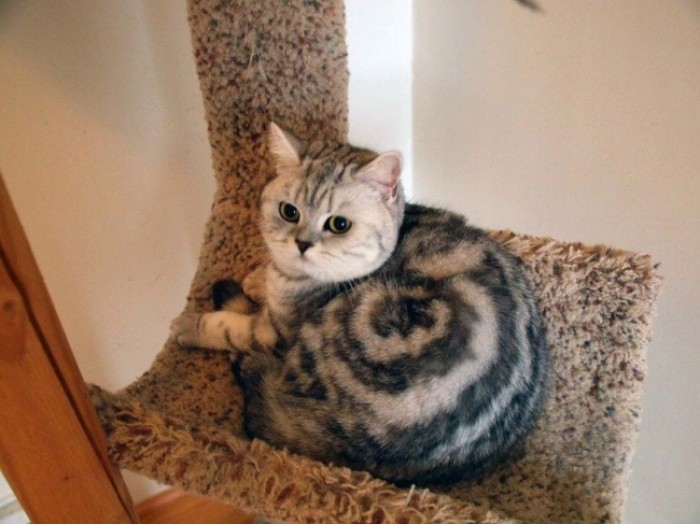 Dengan motif lingkaran di tubuhnya kucing gendut ini jadi sangat menggemaskan Kwikku, Dengan motif lingkaran di tubuhnya kucing gendut ini jadi sangat menggemaskan
