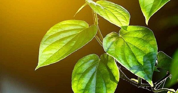 Daun Sirih Kwikku, Daun Sirih