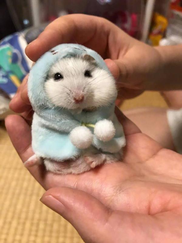 Hamster Kwikku, Hamster
