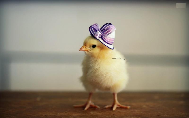 Anak ayam Kwikku, Anak ayam