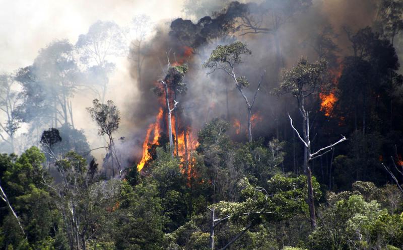 Mengapa Hutan Indonesia Terus Berkurang