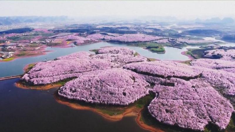 Ditumbuhi 12000 Pohon Sakura Pemandangan Cina Bak Surga Warna-warni